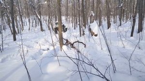 Трактор ЮМЗ.Трелёвка леса.Зимой едем за дровами.Часть2.