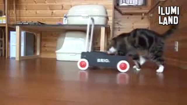 Король котов смотреть онлайн