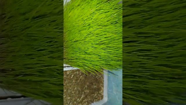 TRIXIE Katzengras /Кошачья трава /Growing grass at home #catfamily #домашніулюбленці #cat смотреть онлайн