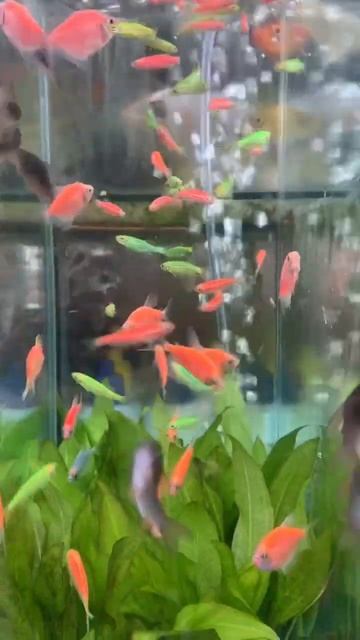 Pink Glowing Tetras 🐟
