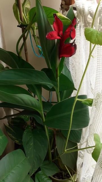 инст: kirgisska 🌿 #канна #цветы #садоводство