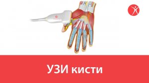 УЗИ кисти