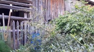 Лета ещё не было, но у нас будет урожай ягод и уральских фруктов