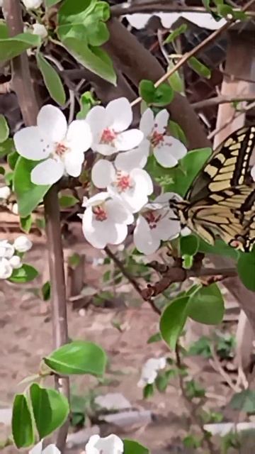 the swallowtail butterfly drinks nectar!!! бабочка махаон пьёт нектар!!! смотреть онлайн