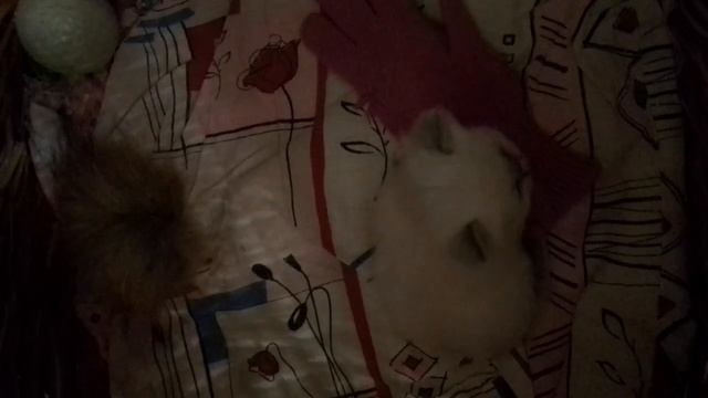 Кошечка Гера ( Геральдика), возраст 3,5 недели, окрас блю - тэбби - пойнт с белым! Свободна!