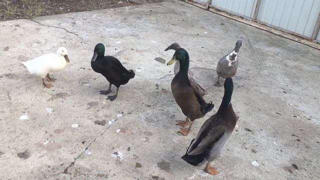 Автомойка уток , немного старческого недовольства и продолжаем бросать курить !!!