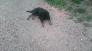 Собачка отдыхает