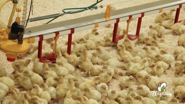 Выращивание индейки группа компаний Индеаль