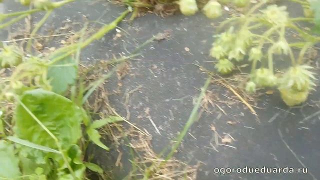 Показываю сколько ягод может дать клубника "Витязь" с куста. смотреть онлайн