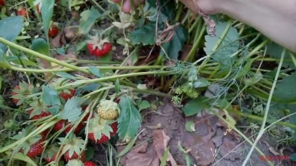 Клубника обзор сортов.