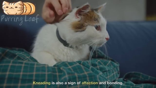 Is Your Cat Apologizing? You Won't Believe How They Say Sorry! смотреть онлайн