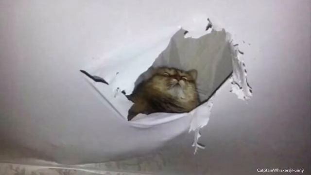 Cat Salsa Mashup Meme смотреть онлайн