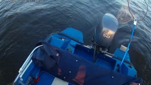 Крупная рыбинская щука на колеблющуюся блесну