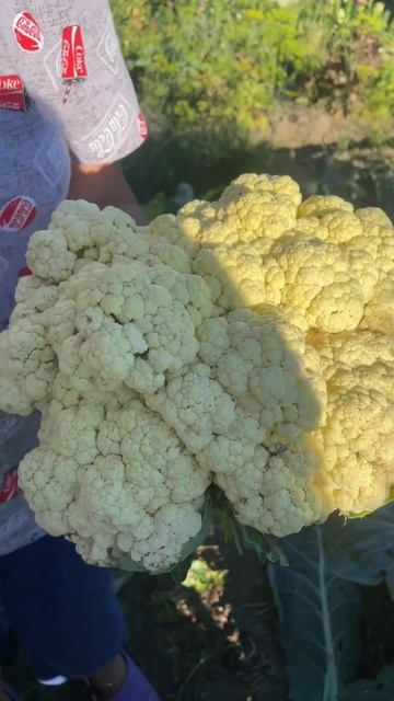 КАПУСТА ЦВЕТНАЯ СКАЙВОКЕР.СЕМЕНА ПРЕСТИЖ смотреть онлайн