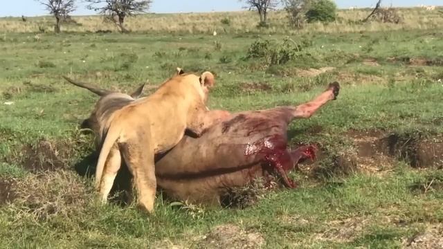 Lion hunts the biggest antelope in the world смотреть онлайн