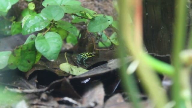 Ranitomeya Imitator "Nominal" INIBICO Line смотреть онлайн