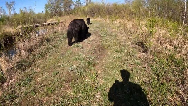 Красиво плавает медведь. смотреть онлайн