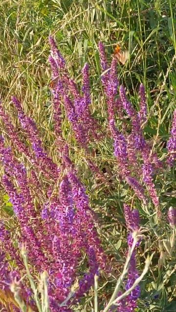 Россия. За Родину. Азовское море лето 2023 смотреть онлайн