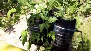 Помидоры вверх корнями