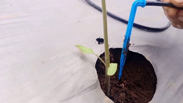 menanam tomat sistem irigasi tetes grand hous KT langgeng jaya