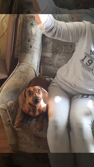 Такса ест Спагетти,так смешно 🍝🤤 Скандально их требует😄