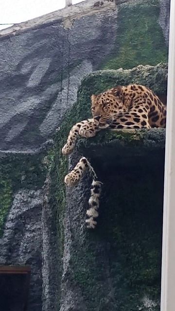 Дальневосточный леопард смотреть онлайн