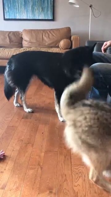 Annoying Coyote problems смотреть онлайн