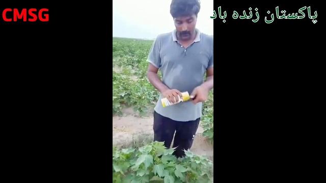 PINK BOLL WORM | Management of PINK Boll worm through PB Ropes | X-Mate by Evyol Group смотреть онлайн
