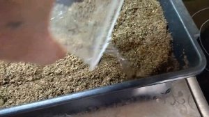 Посев семян брусники Рубин