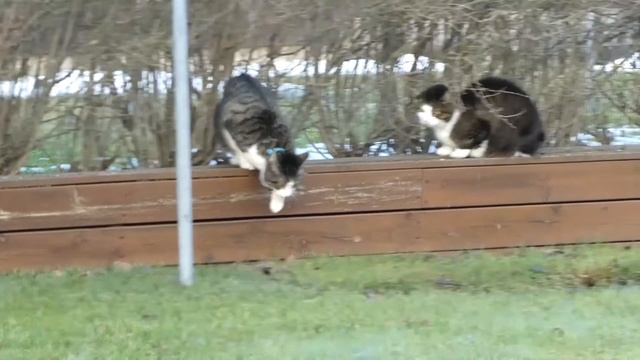 Kattbråket som kom av sig 27 januari 2022 смотреть онлайн