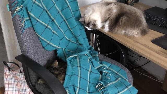 Кот Сэм занял чужое место Остина)))ЗАМЕРЗ)) смотреть онлайн