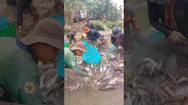 🐟287: caught nearly 20 tons of fish for the company смотреть онлайн