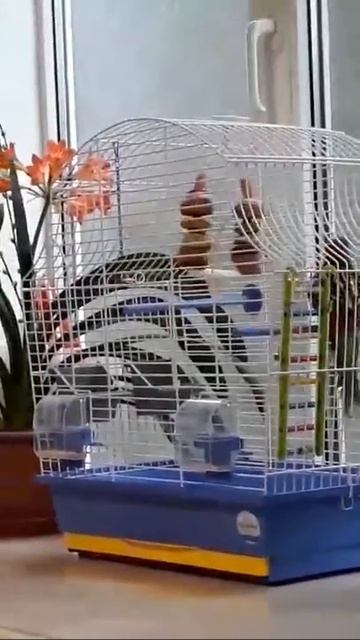 Мой попугай Розелла. Его зовут Космос смотреть онлайн