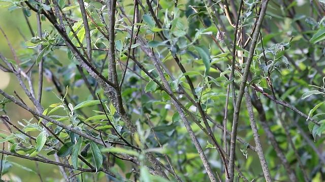 Песня славки садовой. Sylvia borin. Птицы Беларуси. смотреть онлайн