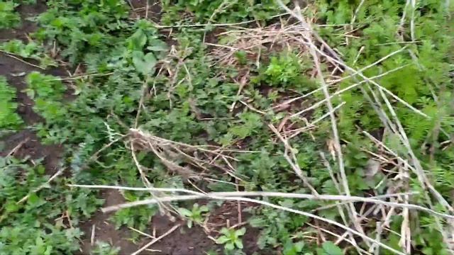 Новополянье! Коп металла! Впервые в жизни. смотреть онлайн