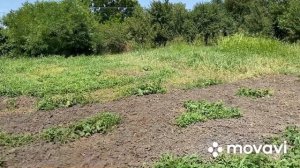 Обзор по Огурцам сорт Prolix