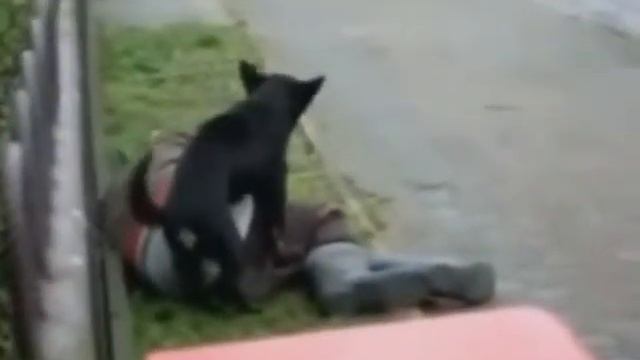 Assfuck from Dog (Fail) смотреть онлайн