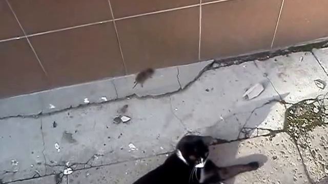 Кот поймал мыша смотреть онлайн