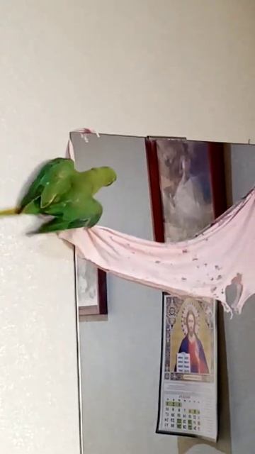 Утренние распевочки. Ожереловый попугай смотреть онлайн