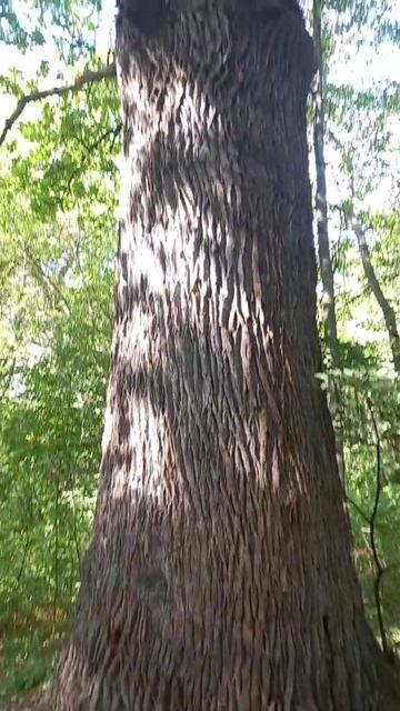 200-летний дуб смотреть онлайн