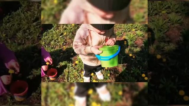 Акция "Собери одуванчики" смотреть онлайн