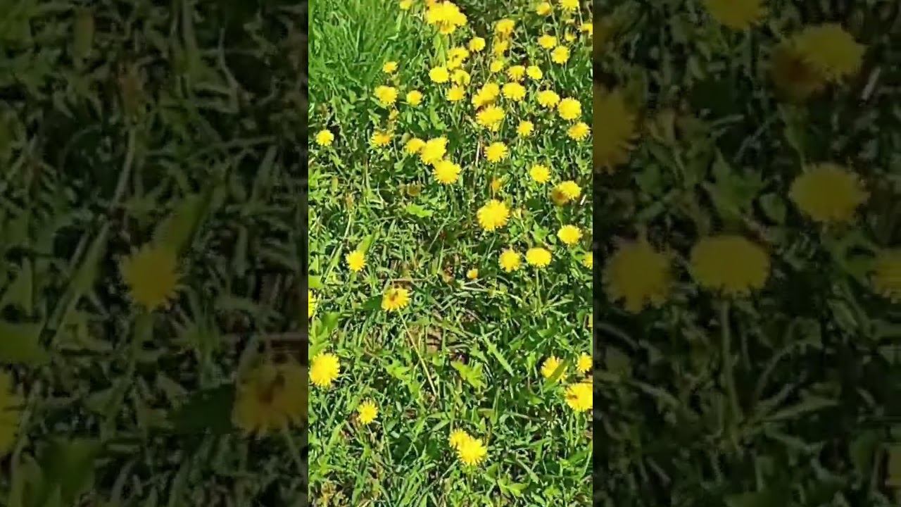 Одуванчик- одуванчики☀ смотреть онлайн