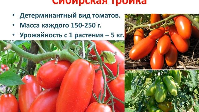 Самые урожайные сорта томатов смотреть онлайн