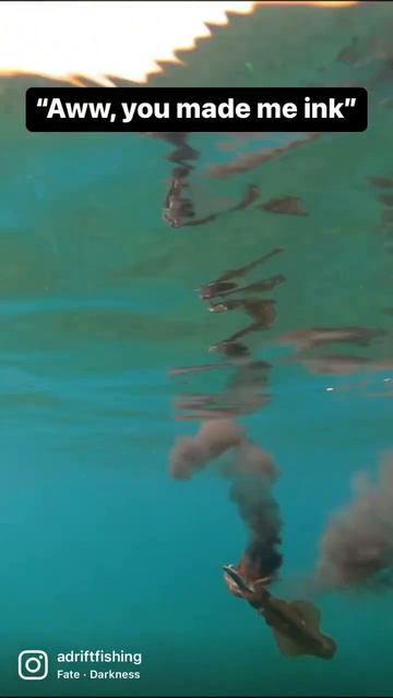 Squid Ink. How Much Ink Do Squid Have?