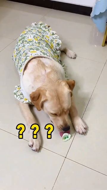 The Daily funniest dog videos 2021 #Shorts347 смотреть онлайн