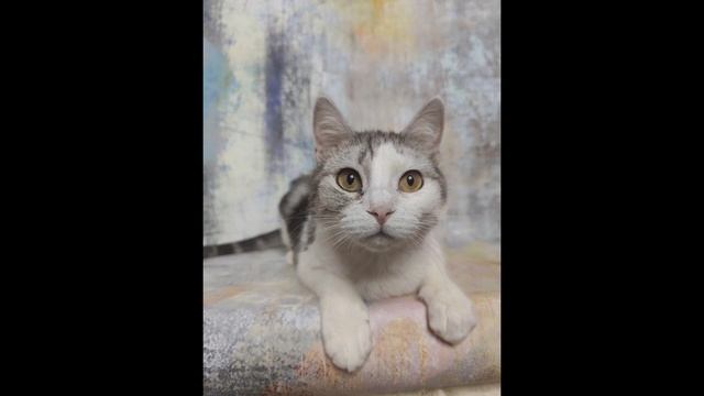 Разбирайте котиков ☺️ смотреть онлайн