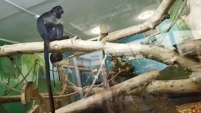 какие красивые длиннохуостые обезьянки яванский лангур 14 октября 2021 г. смотреть онлайн