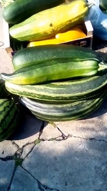 Урожай лесных арбузов в Сибири 🍉 и прочего. 31 июля 2022 смотреть онлайн
