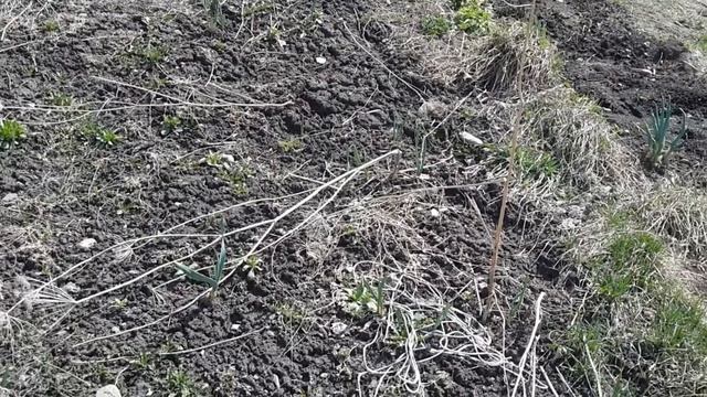 Весенний обзор по озимому чесноку смотреть онлайн