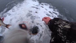 Поймал 35кг плотвы! Рыбалка удалась! Рыбалка мечты на Чудском озере!1 часть